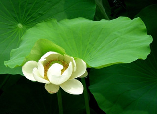 白领懂“十养九宝”更康健_怡和医药|江西怡和医药有限公司